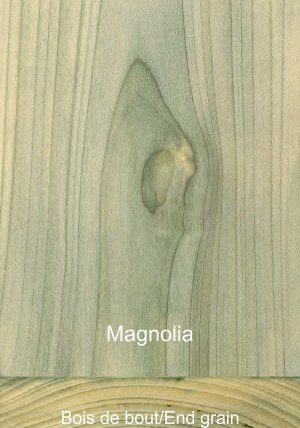 Magnolia
