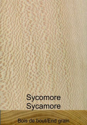 Sycomore