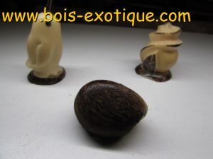 Bloc Tagua