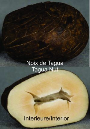 Noix de Tagua