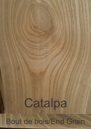 Catalpa