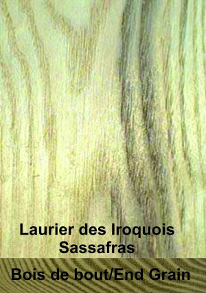 Laurier des Iroquois