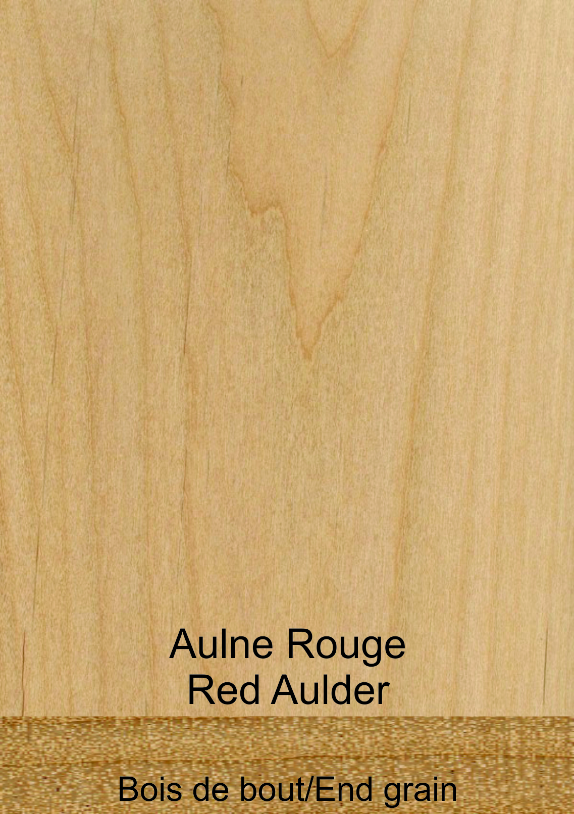 Aulne rouge